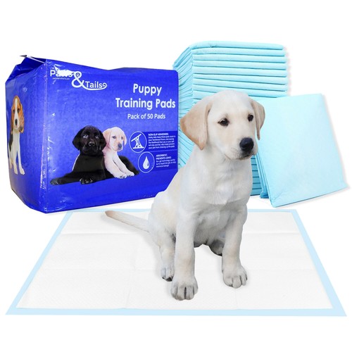 Dog puppy training - puppy, floor