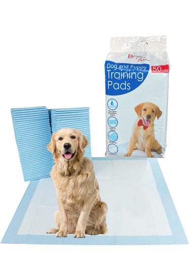 Large puppy training - puppy,