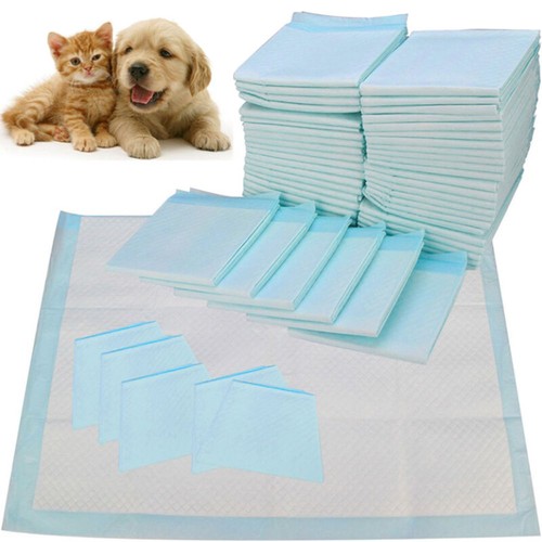 200x large puppy - 200x, training