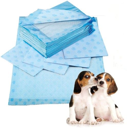 Large xxl puppy training - puppy,