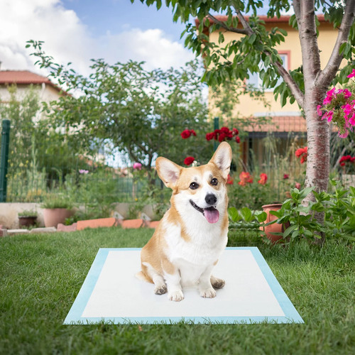 Dog and puppy pee - puppy,