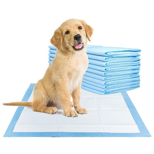 Large puppy training - pads, pet