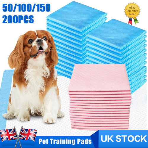 200x large puppy - large, training